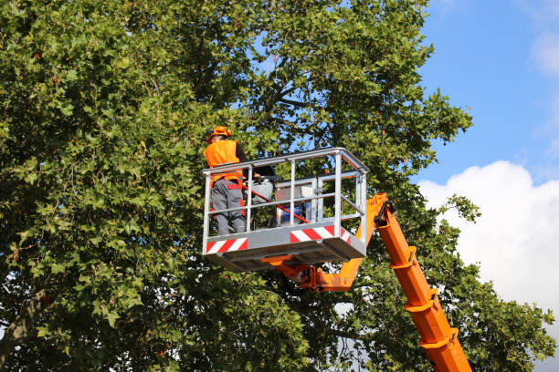  Friedens, PA Tree Service Pros